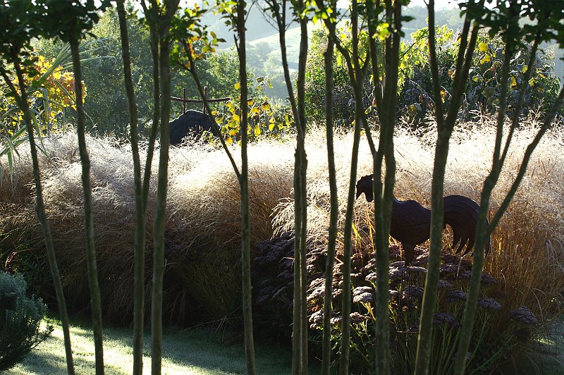 cheveux d ange et troncs du lagerstroemia au jardin contemporain